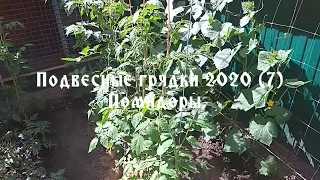 Подвесные грядки 2020 (7). Помидоры.