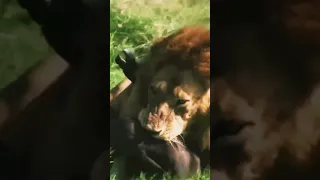 Lion hunt a Buffalo calf left behind herd WYR GEMI Eaglecoverywildanimalnature😥