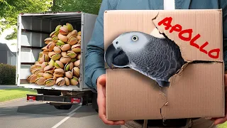 Moving with Our Talking Parrot