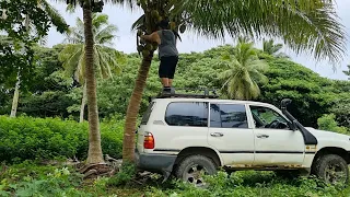 Collecting coconuts 🥥 for pigs. Also using vehicle to get green coconuts.