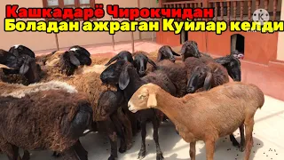 Кашкадарё Чирокчи Боладан Ажраган Куйлар Келди ОПТОМ