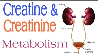 Creatine and Creatinine Metabolism | Lecture 16