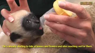 Hand-raising a Baby White-cheeked Gibbon at Perth Zoo