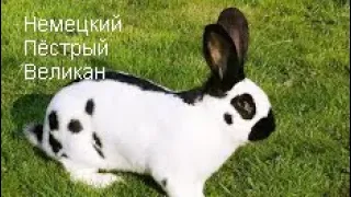 Кролик Строкач  - Немецкий пёстрый великан. Кратко о породе.