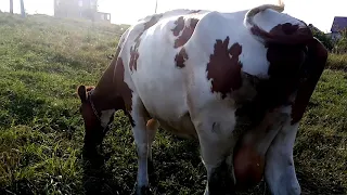 Выгон скота на пастбище