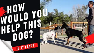 How to help your fearful puppy