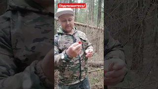 Выжить в лесу - что можно есть в дикой природе