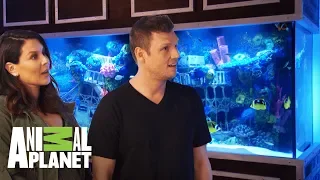 Un acuario exclusivo para Nick Carter de Backstreet Boys | Con el agua al cuello | Animal Planet