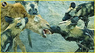 Terrifying Moment When a Lone Hyena Attacked By Wild Dogs