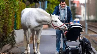 Das Pferd Ging 17 Jahre lang Jeden Tag Alleine Spazieren, Aber eines Tages tut es dies mit dem Baby