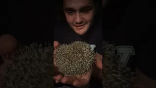 ზღარბი Грузинский ёжик Georgian hedgehog