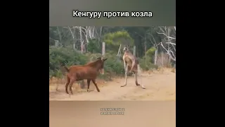 Кенгуру против козла