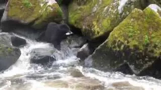 Anan creek bear viewing