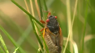 Two broods of cicadas expected in spring