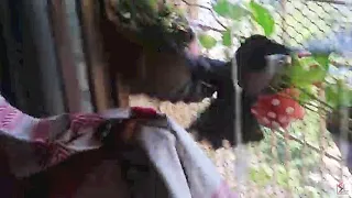 My DOG wants to EAT this CROW | Bird  Rescue | Ss Vlogs :-)