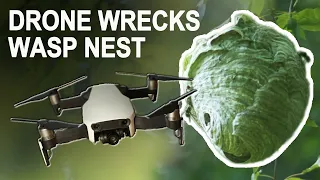 White Faced Hornets Nest Gets Dismantled by Drone Layer by Layer