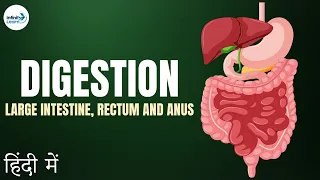 Life Processes - Lesson 09 | Role of Large Intestine, Rectum and Anus - in Hindi (हिंदी में )