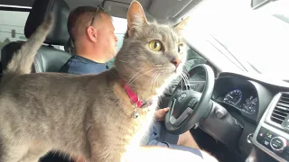 Cat takes car ride to the vet and cry after vaccination.