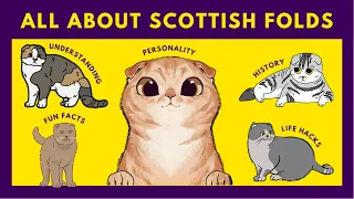 Scottish Fold Cats   10 Fascinating Facts You Need to Know Now