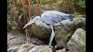 GREAT BLUE HERON SHOWING OFF