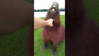 A Fun Fact About Capybara Teeth!