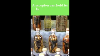 Amazing Animal Facts to Make You Sound Smarter - Scorpion #shorts