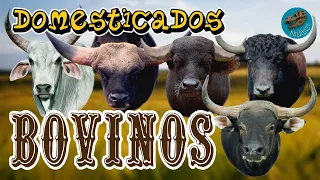 Domesticados: BOVINOS (¿dónde y cuándo se domesticaron estos animales?)