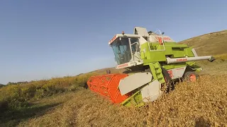 комбайн  claas dominator 88  молотим сою 2020