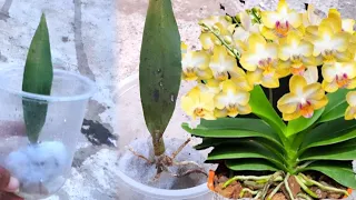 Magic tips to help a 1-leaf orchid take root immediately and produce many flowers