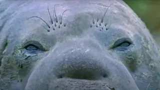 Size is Everything: Bull Elephant Seals | Battle of the Animal Sexes | BBC Studios