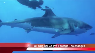 GoPro Chicks Riding White Sharks Ocean Ramsey & Kimi Werner ORIGINAL FOOTAGE