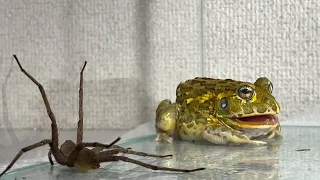 A long-legged spider dances/ Pacman frog , African bullfrog【WARNING LIVE FEEDING】