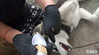 Стрижка хаски | Собачий груминг | Husky grooming