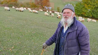 Kralju ovčarstva došli kupci po ovce, njegova reakcija neponovljiva