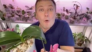 ОРХИДЕИ зацветающие СОРТОВЫЕ обзор на 12.2019 и стеллаж для орхидей