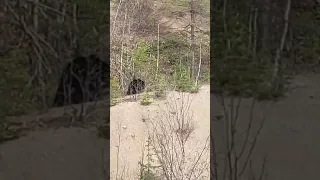 На Сахалине отстрелили медведя, который утащил жертву в лес