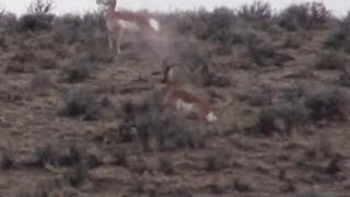 Pronghorn Antelope Dirt Nap - Stuck N the Rut 31