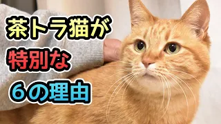 【面白い真実６選】茶トラ猫が特別な理由