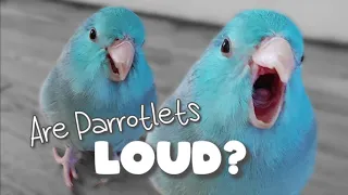 Are Parrotlets LOUD? Parrot Talking Sounds Forpus Bird Parrotlets As Pets ฟอพัส