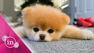 Trauer um Boo: Der süßeste Hund der Welt ist tot