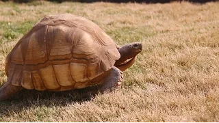 World's Most Rare Tortoise! Kamp Kenan S3 Episode 30