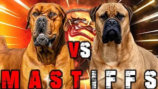 Boerboel vs Bullmastiff | Bullmastiff vs Boerboel | Powerful Guard Dog? | Billa Boyka |