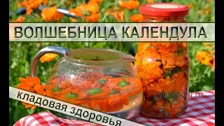 Календула. Лечебные свойства настойка календулы, применение и противопоказания. Советы врача