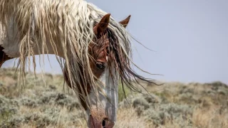 Romeo the Wild Mustang Stallion