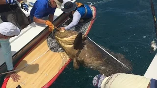 Largest Goliath Grouper Ever Caught Paddle Board! Massive Fish