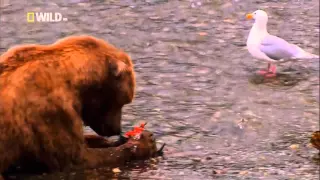 Самые Странные в Мире: Чудаки в Небе (Nat Geo Wild на русском языке) HD