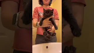 Rescued kitten finally gets the bath he needs (Montana updates…pt I) | fortheloveofkittenrescue