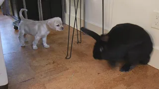 Puppy meets big Bunny for first time