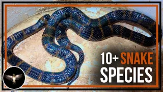 Looking for 10+ Snake Species in Panama