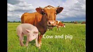 Cow and pig. Meeting